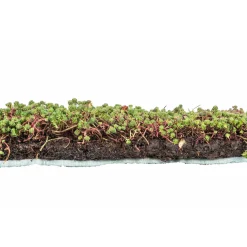AboutGreen Dachbegrünung Roll und Go Dachneigung 5-10