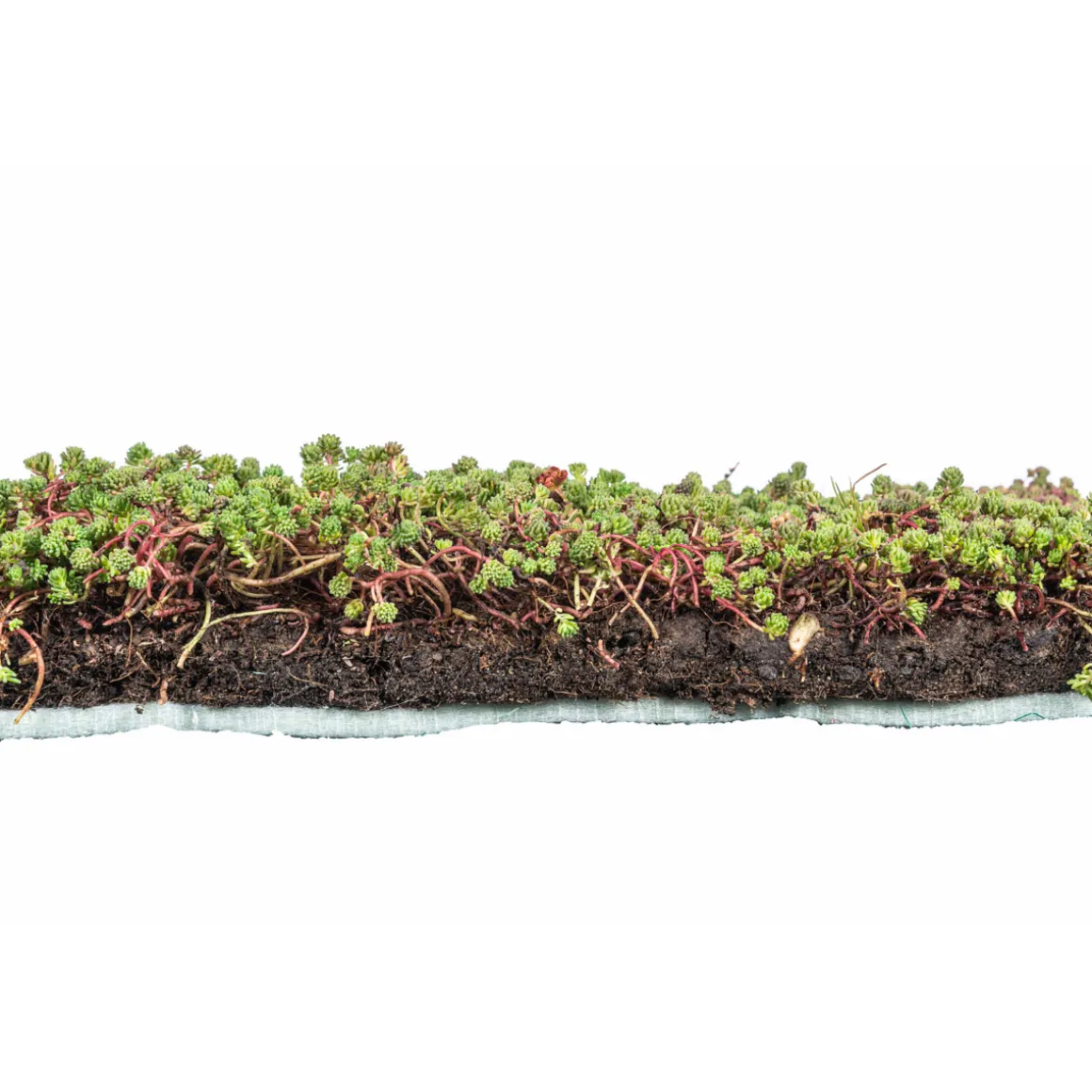 AboutGreen Dachbegrünung Roll und Go Dachneigung 5-10