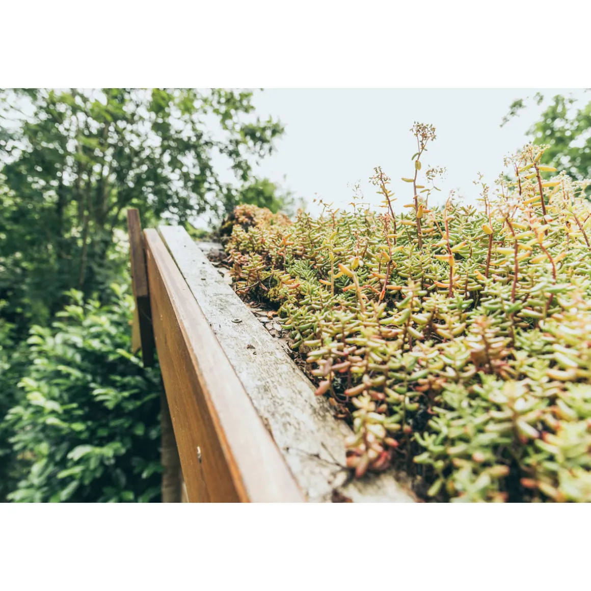 AboutGreen Dachbegrünung Roll und Go Dachneigung 5-10