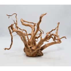 Fingerwurzel 50-70 cm