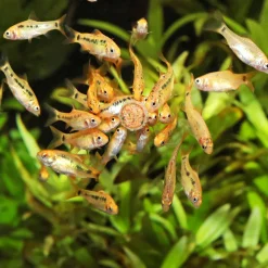 Fischfutter PRONOVO TAB M 100 ml