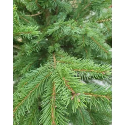 GNAD Picea pungens/pungens Glauca 110-130