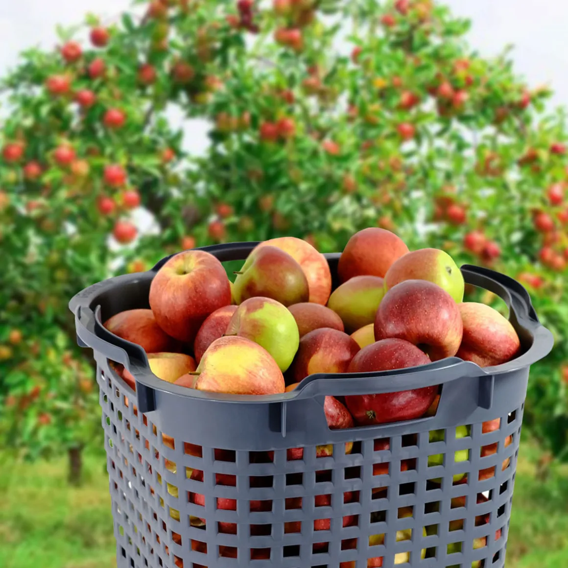 GreenLife Uni-Korb 25 kg, 3 Stück, drehstapelbar, grau