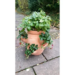 Haveson Erdbeer- und Kräutertopf Giardino