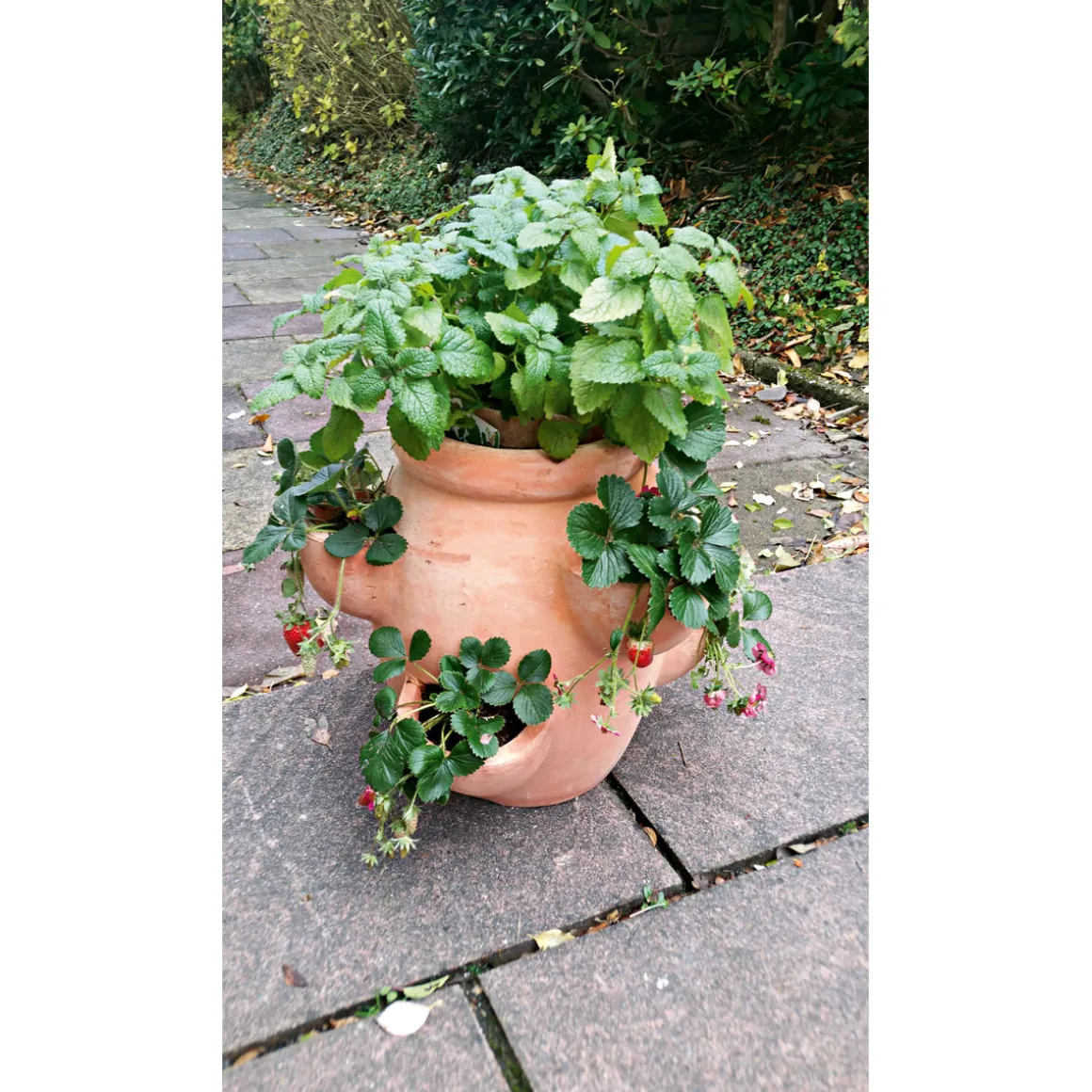 Haveson Erdbeer- und Kräutertopf Giardino