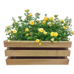 Haveson Pflanzkiste Casella