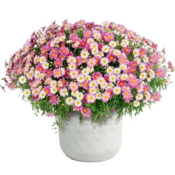 Haveson Pflanztopf Big Diamond weiß 37 x 37 x 37 cm