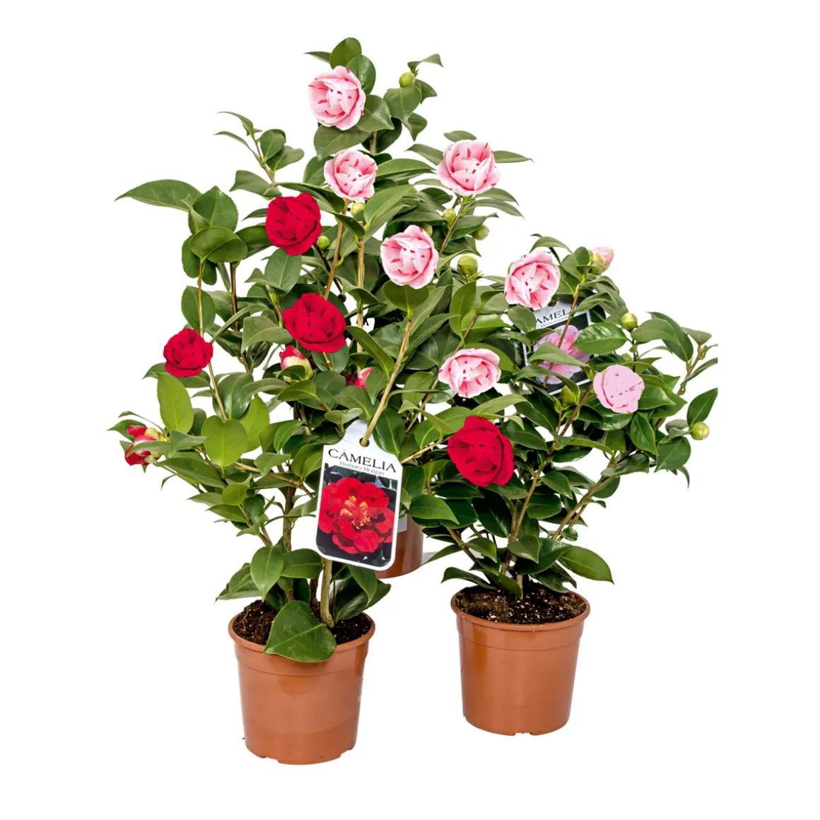 Japanische Kamelie Topf Durchmesser 15 cm