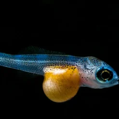 JBL PRONOVO BEL GRANO BABY 3 x 10ml