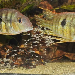 JBL PRONOVO BEL GRANO BABY 3 x 10ml