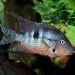 JBL PRONOVO CICHLID GRANO M 250ml CLICK