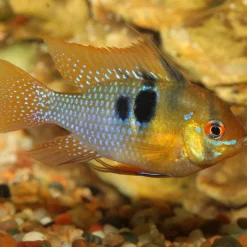 JBL PRONOVO CICHLID GRANO S 250ml CLICK