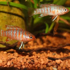 JBL PRONOVO CICHLID GRANO S 250ml CLICK