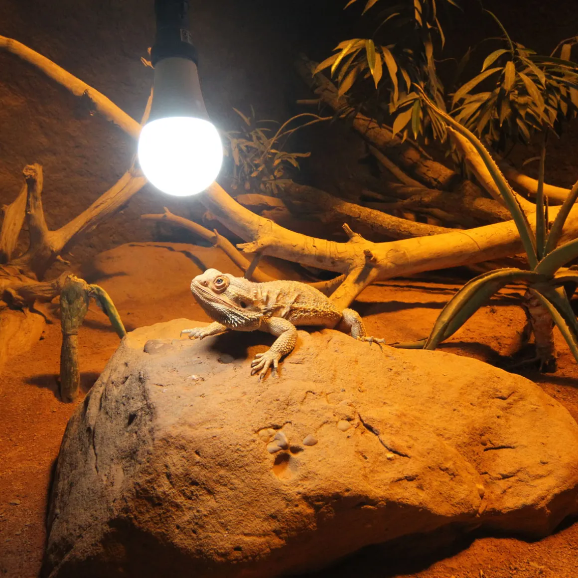 JBL Reptil LED Daylight 13W