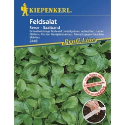 Kiepenkerl Salat Batavia-Salat Teide rot und Leny grün