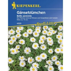 Kiepenkerl Wiesen-Gänseblümchen Profi-Line