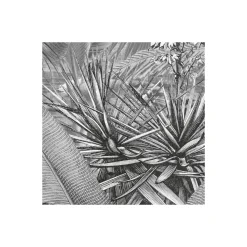 Komar Vlies Fototapete Amazonia Black & White 400x250 cm