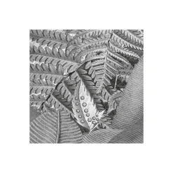 Komar Vlies Fototapete Amazonia Black & White 400x250 cm