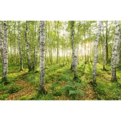 Komar Vlies Fototapete Birch Trees 400x250 cm
