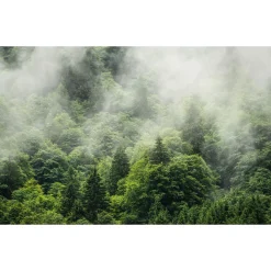 Komar Vlies Fototapete Forest Land 400x250 cm