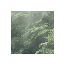 Komar Vlies Fototapete Forest Land 400x250 cm