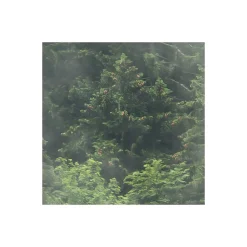 Komar Vlies Fototapete Forest Land 400x250 cm