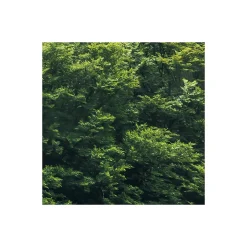 Komar Vlies Fototapete Forest Land 400x250 cm