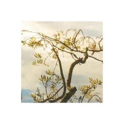 Komar Vlies Fototapete Golden Embrace 400x250 cm