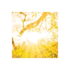 Komar Vlies Fototapete Golden Embrace 400x250 cm