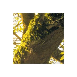 Komar Vlies Fototapete Golden Embrace 400x250 cm