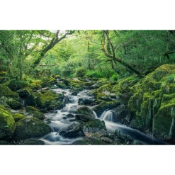 Komar Vlies Fototapete Green Tales 400x250 cm