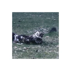 Komar Vlies Fototapete Ghost Line 400x250 cm