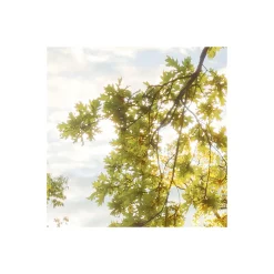 Komar Vlies Fototapete Golden Moment 400x250 cm