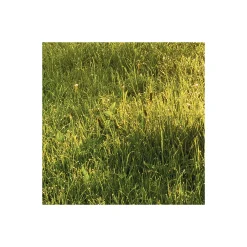 Komar Vlies Fototapete Golden Moment 400x250 cm