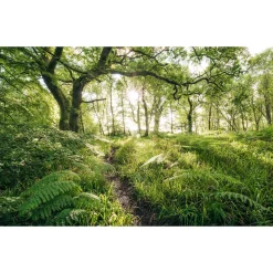 Komar Vlies Fototapete Mystic Path 400x250 cm