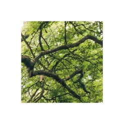 Komar Vlies Fototapete Mystic Path 400x250 cm