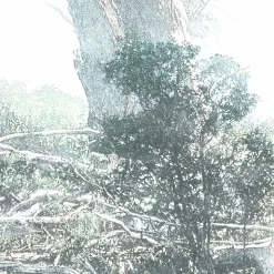 Komar Vlies Fototapete Magic Trees 300x280 cm