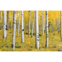 Komar Vlies Fototapete Orange Forest 400x250 cm