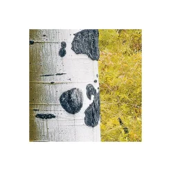 Komar Vlies Fototapete Orange Forest 400x250 cm