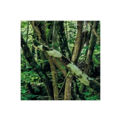 Komar Vlies Fototapete Tranquil Pool 400x250 cm