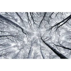 Komar Vlies Fototapete Up 400x250 cm