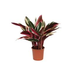 Korbmarante Topf- Durchmesser 14 cm