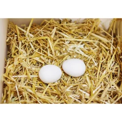 Nesteier aus Ton für Hühner 2 Stk.