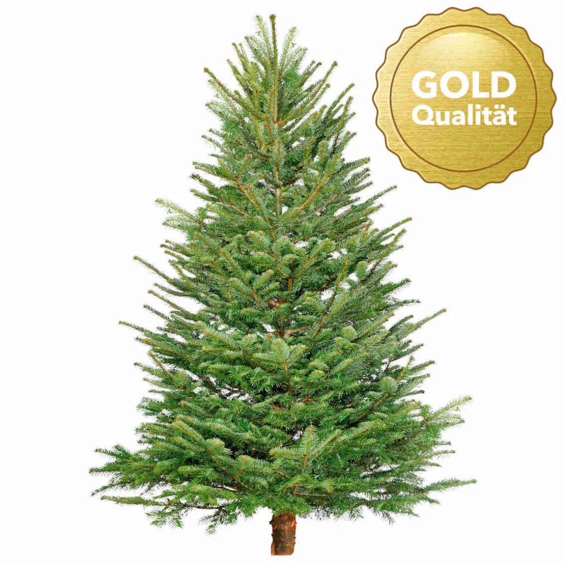 Nordmanntanne geschlagen Gold 250-290 cm