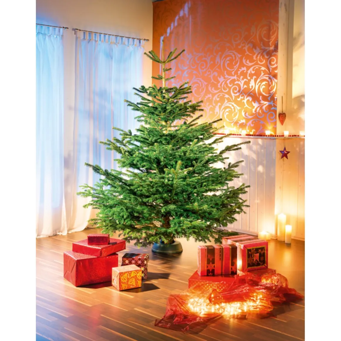 Nordmanntanne geschlagen Gold 250-290 cm