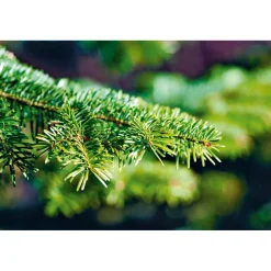 Nordmanntanne geschlagen Gold 250-290 cm