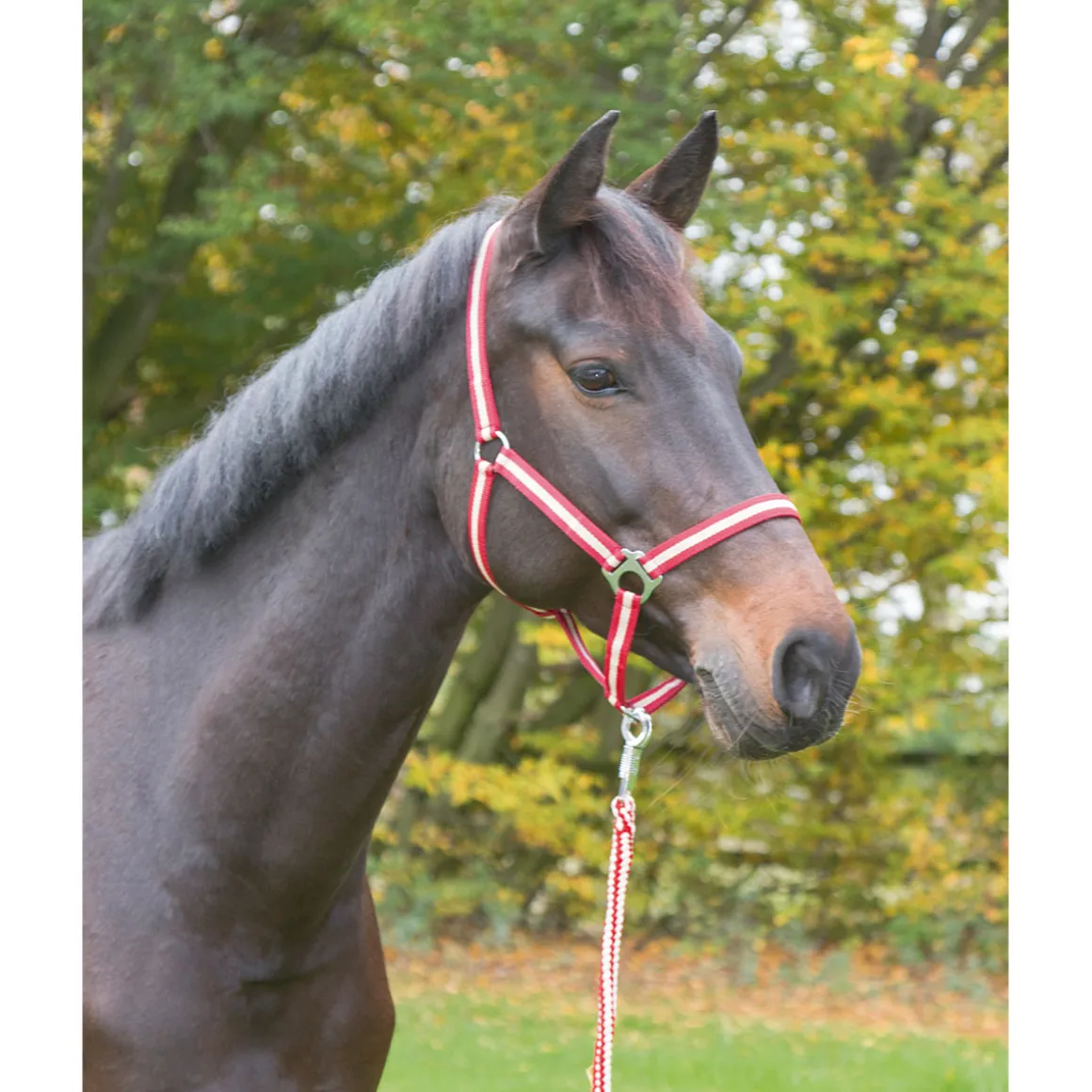 Pferdehalfter Hippo bordeaux-beige Vollblut