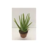 Plantiflor Aloe Vera Barbadensis T12