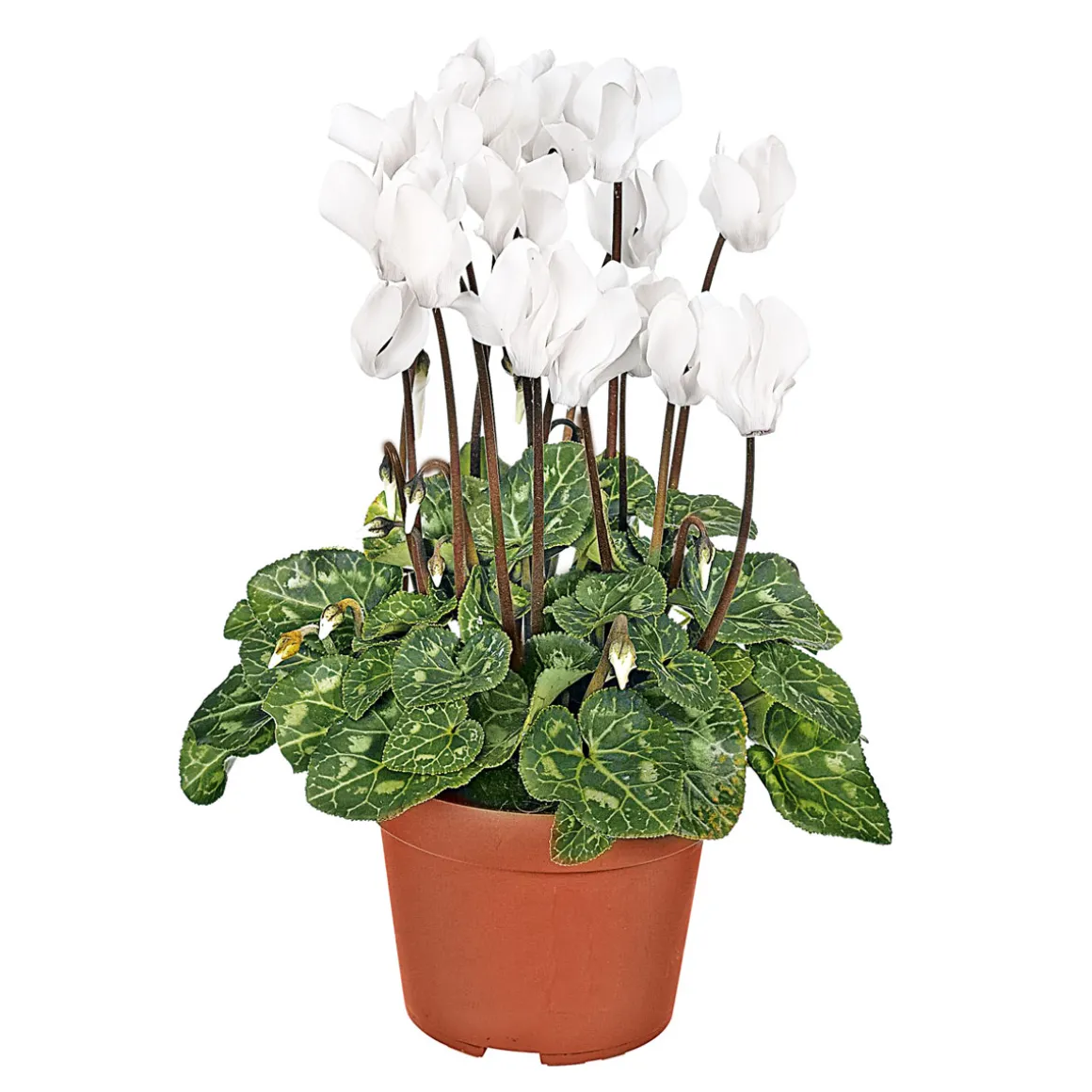 Plantiflor Alpenveilchen Topf Durchmesser 10,5 cm