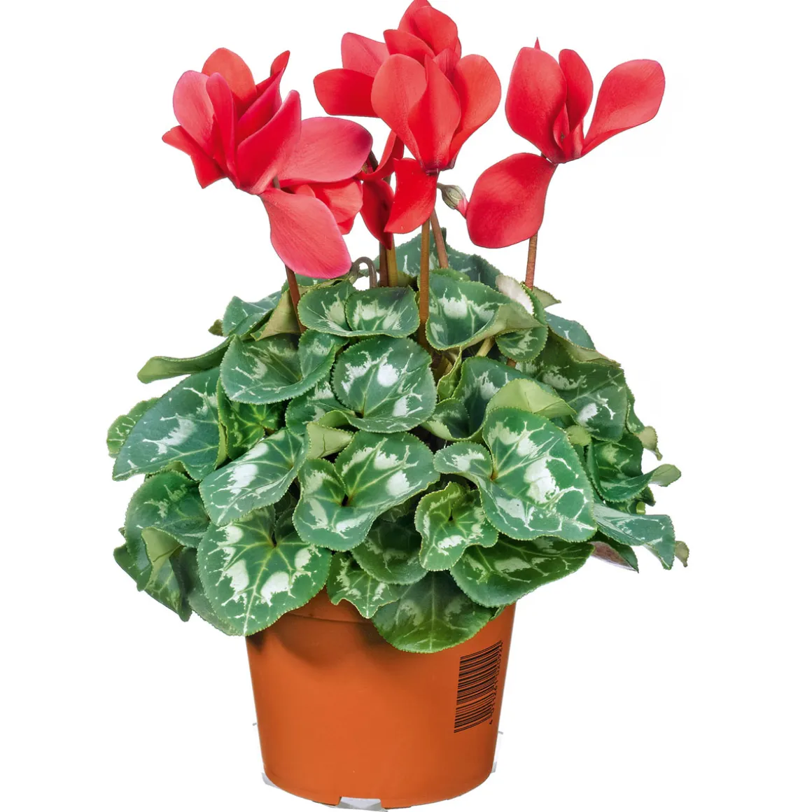 Plantiflor Alpenveilchen Topf Durchmesser 10,5 cm